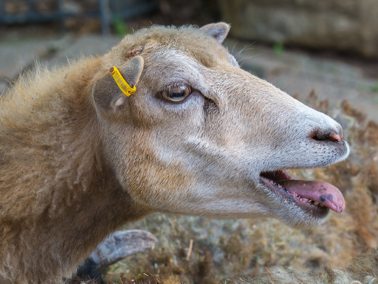 sheep  sheep face  animals free photo