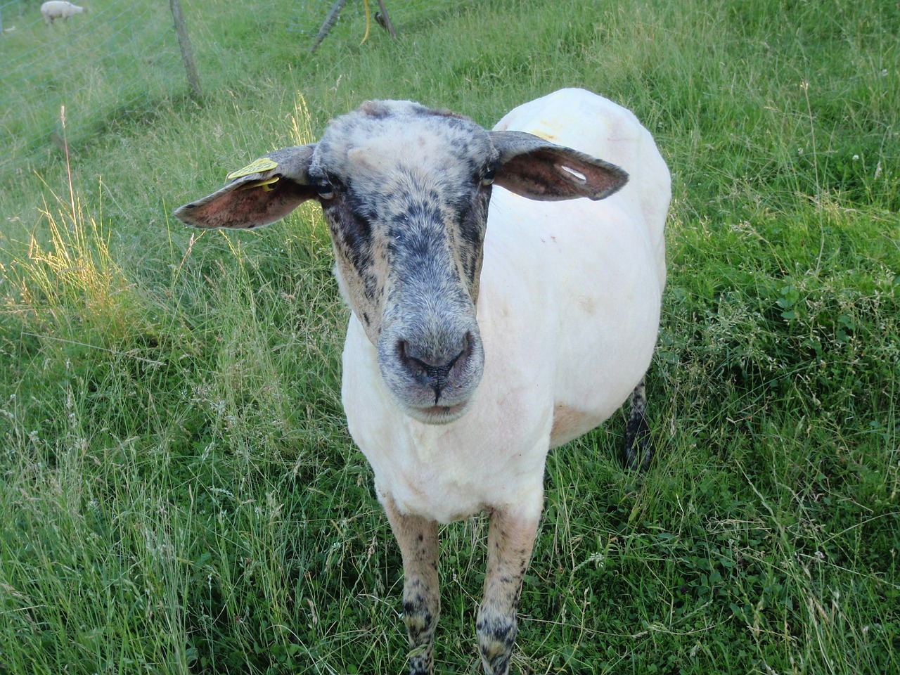 sheep  meadow  shorn free photo