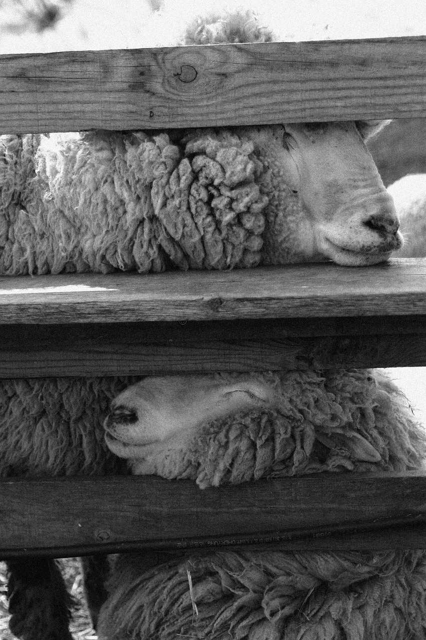 sheep  animal  livestock free photo