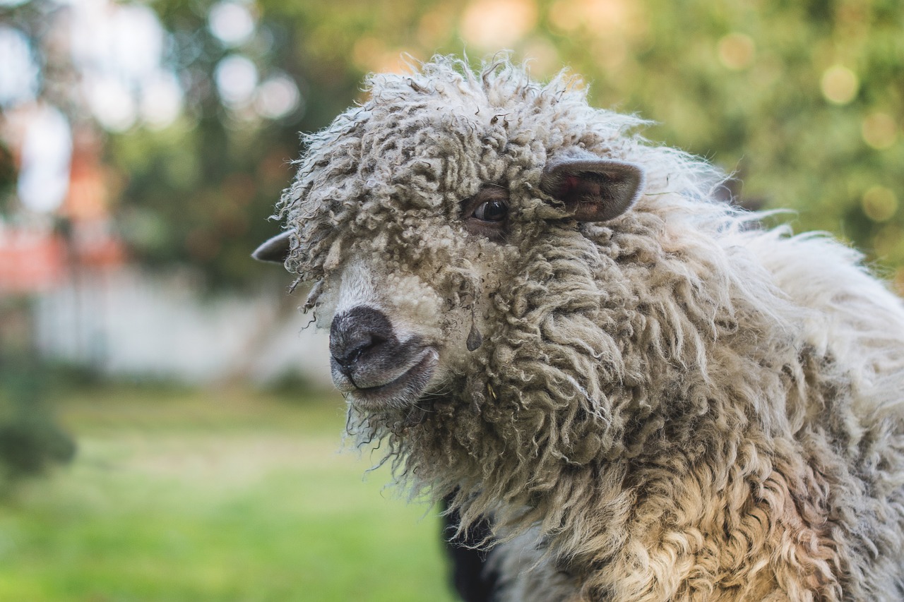 sheep  white  white sheep free photo