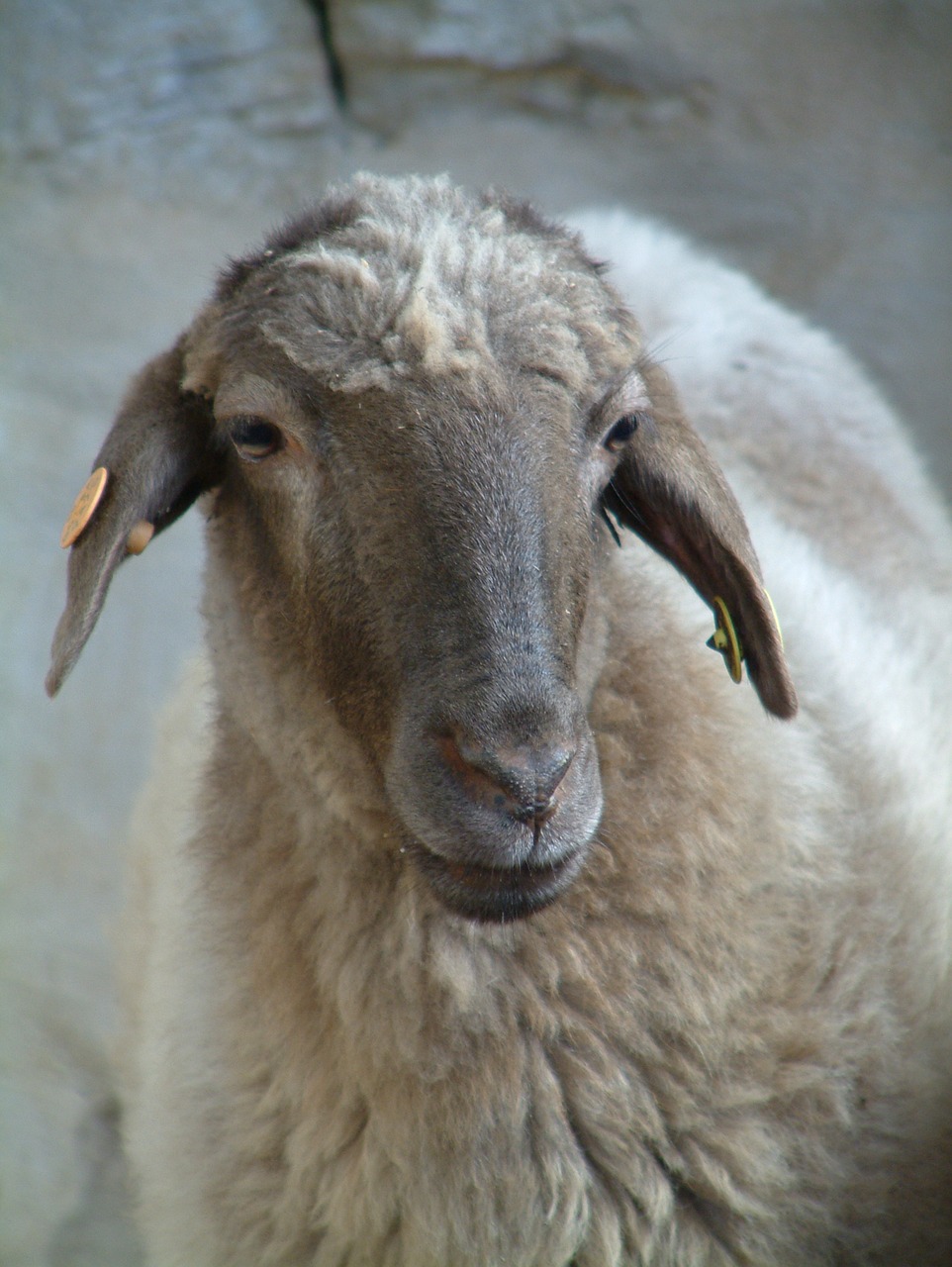 sheep  nature  farm free photo