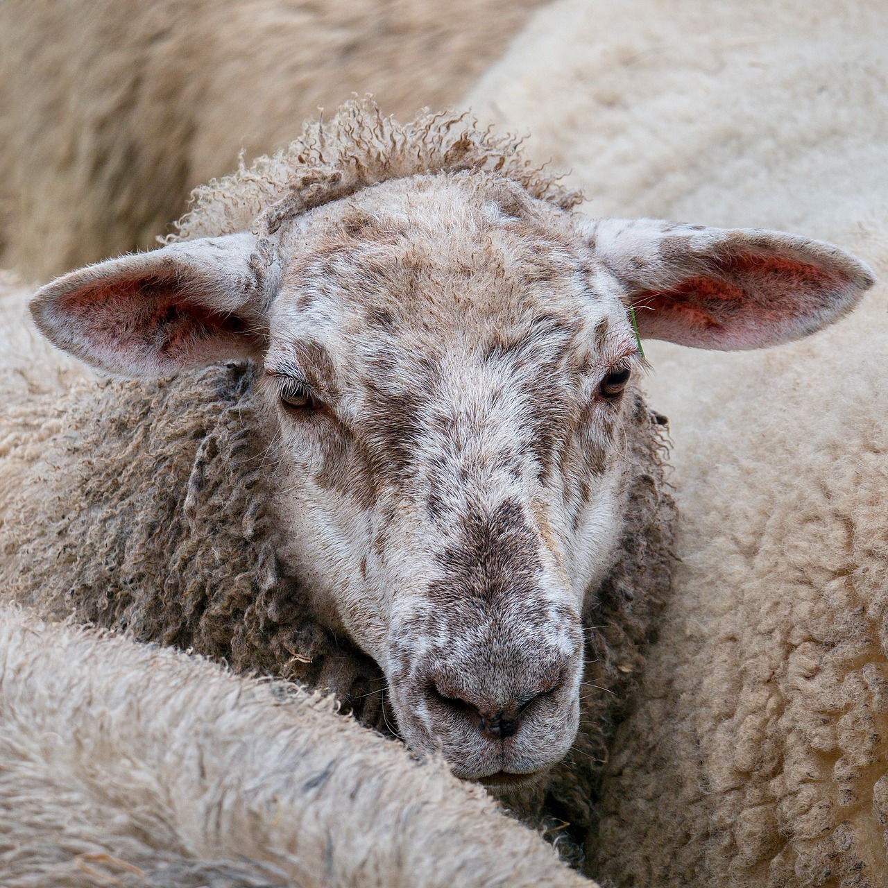 sheep  herd  wave free photo