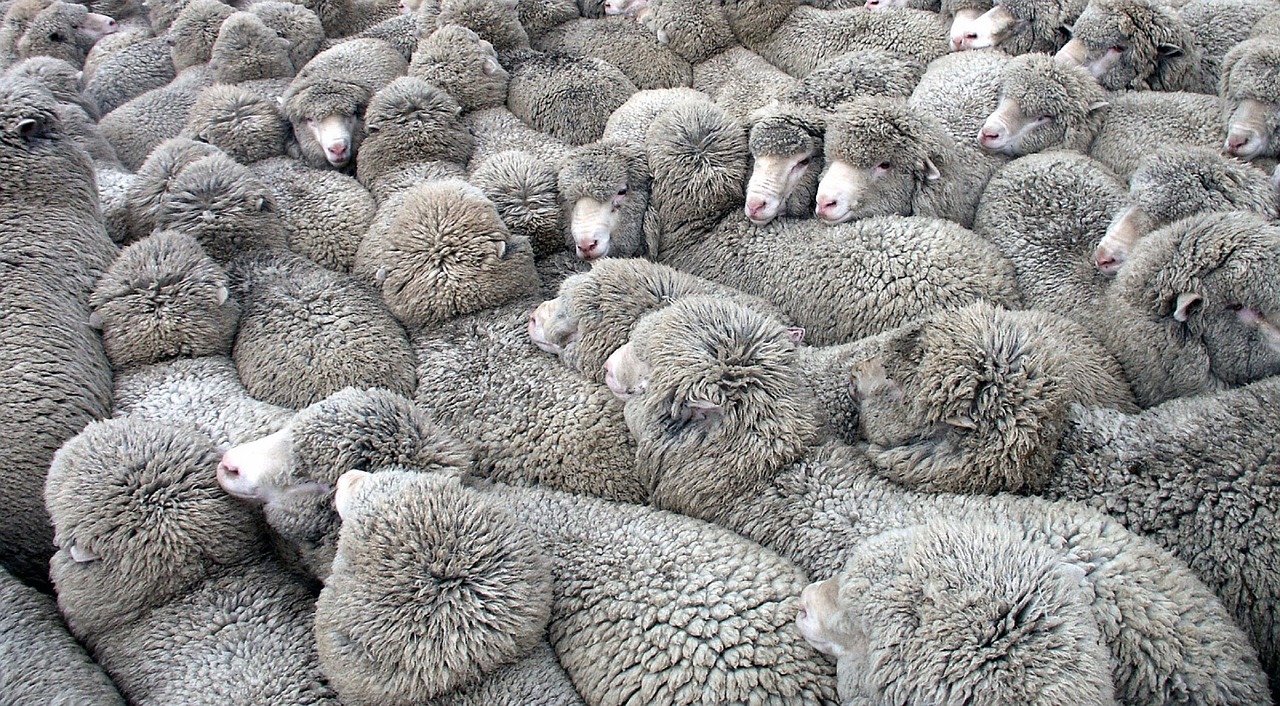 sheep  herd  flock free photo