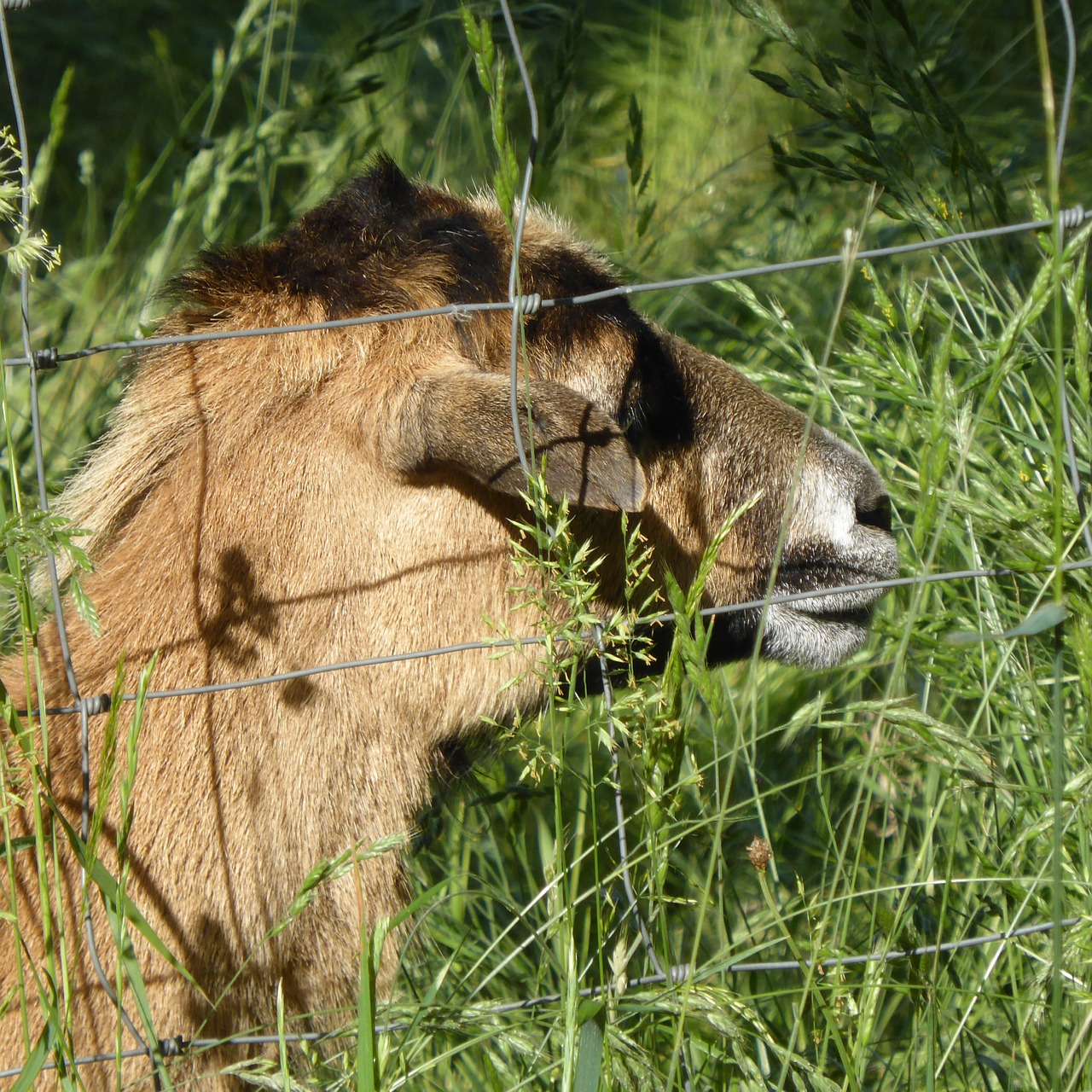 sheep grass lying free photo