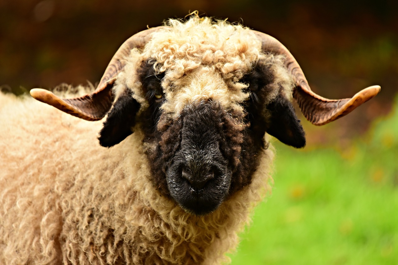 sheep  valais blacknose  animal free photo