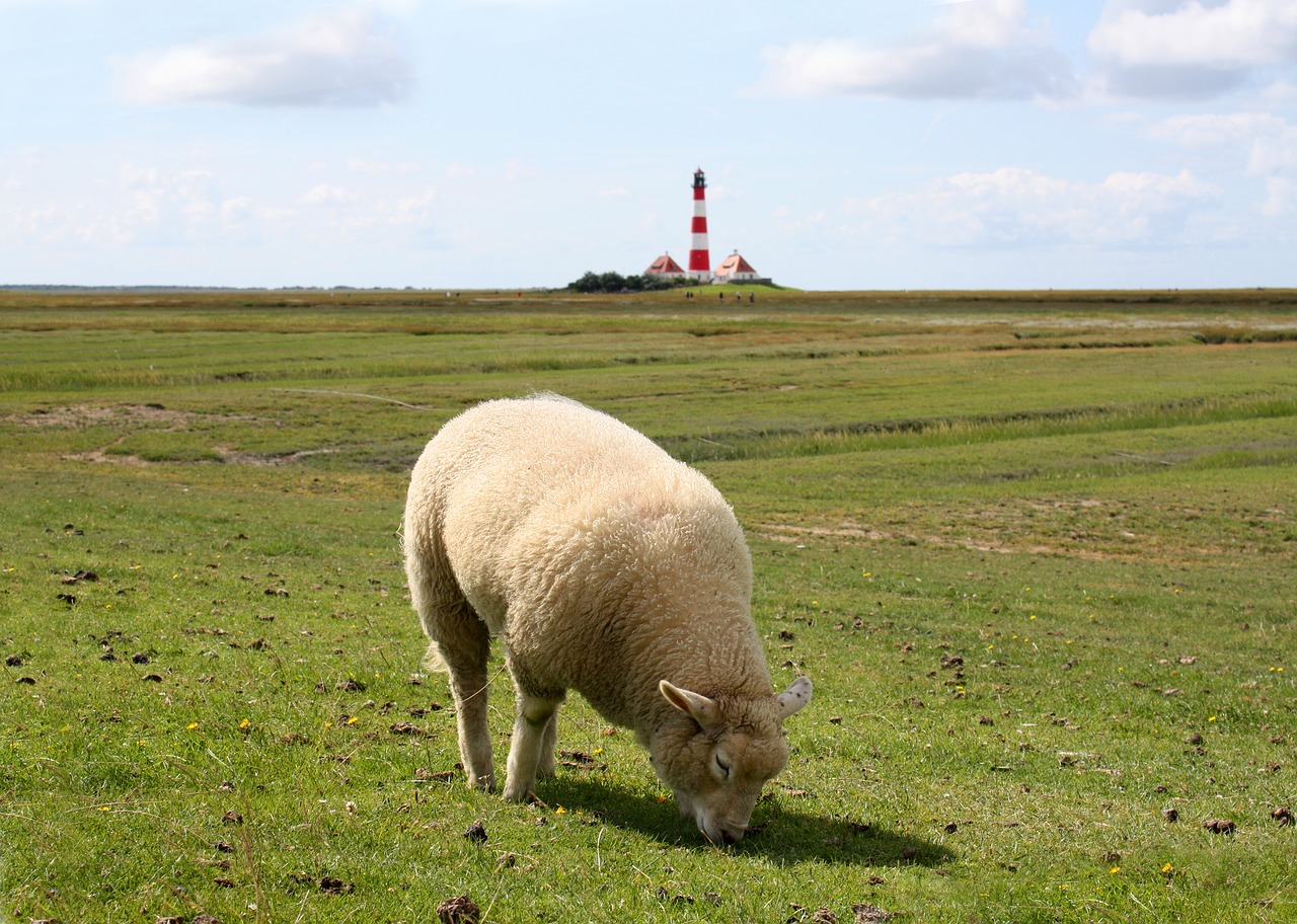sheep  meadow  lighthouse free photo