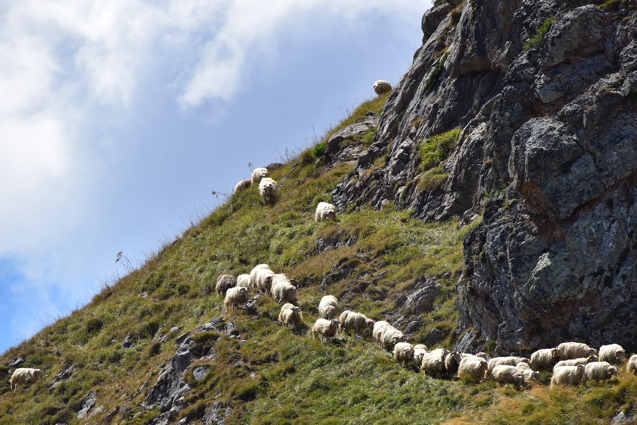 sheep  herd  pyrénées free photo
