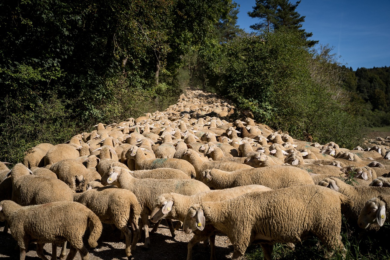 sheep  flock of sheep  pasture free photo