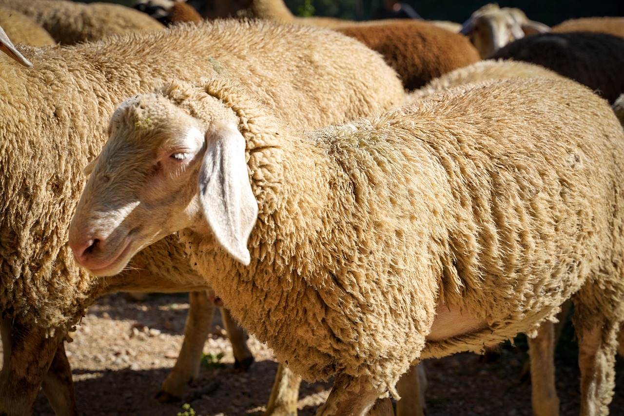 sheep  flock of sheep  pasture free photo