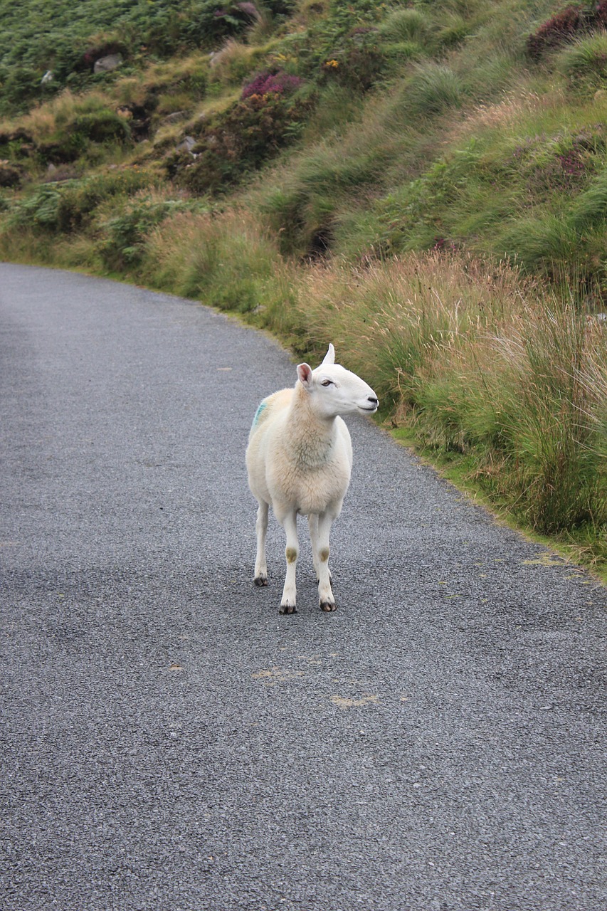 sheep wool road free photo