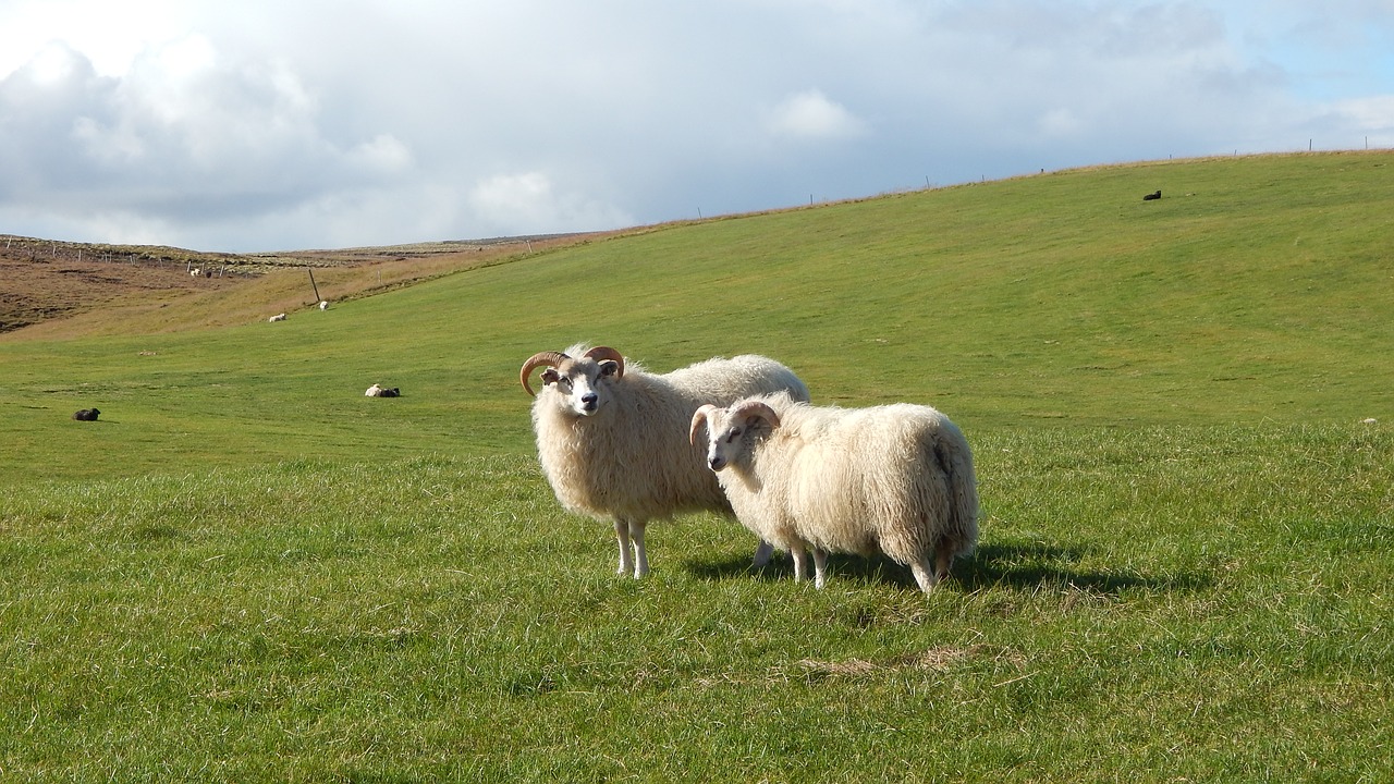 sheep  iceland  wool free photo
