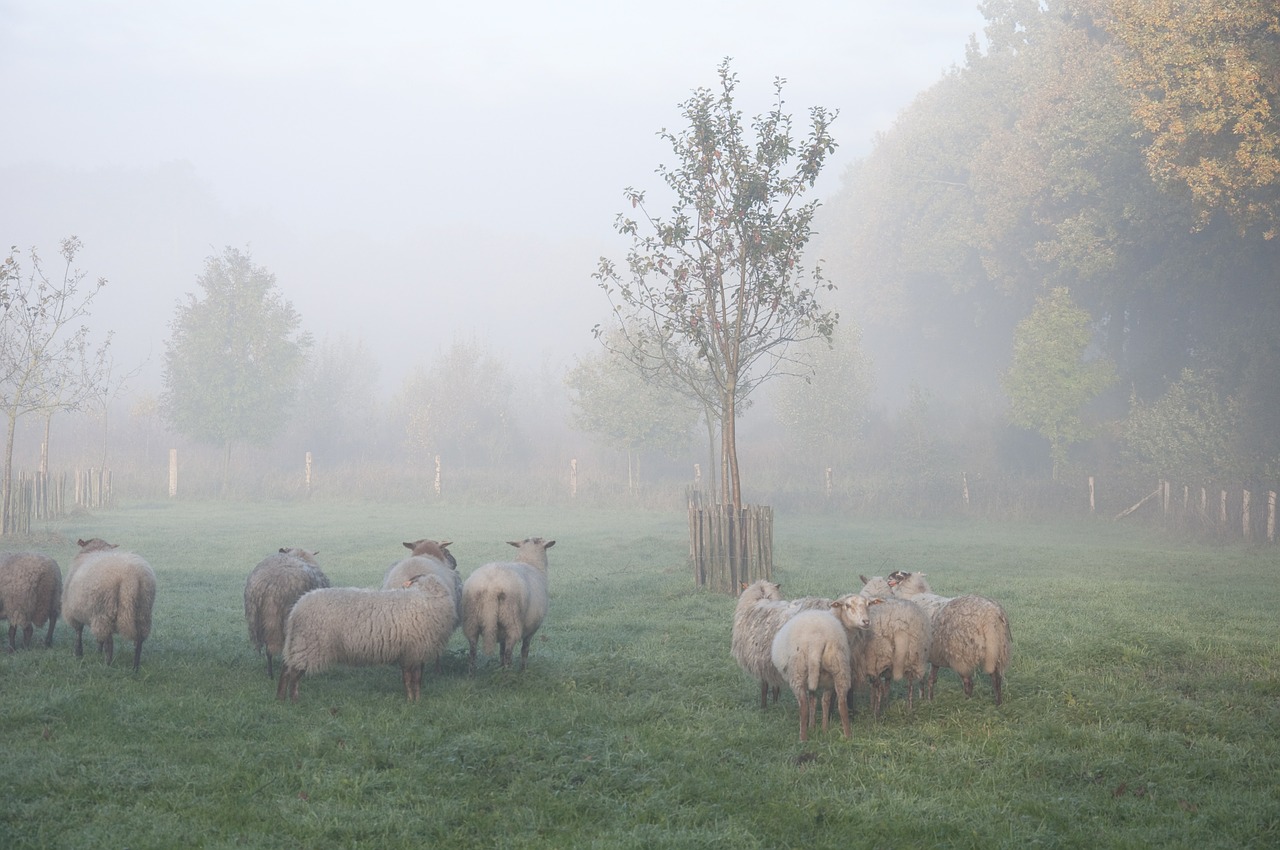 sheep fog animal free photo