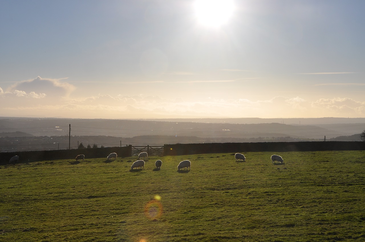 sheep  landscape  rural free photo
