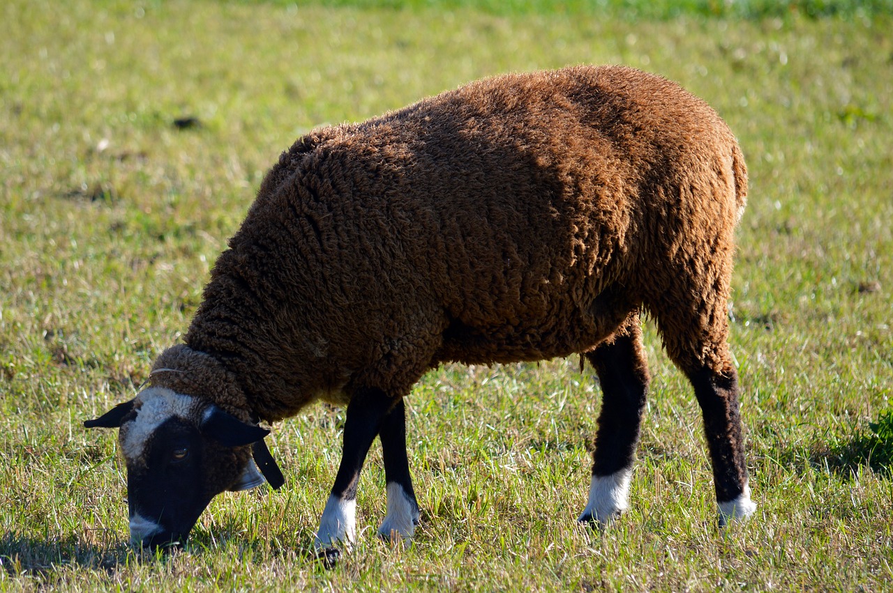 sheep  animal  eat free photo