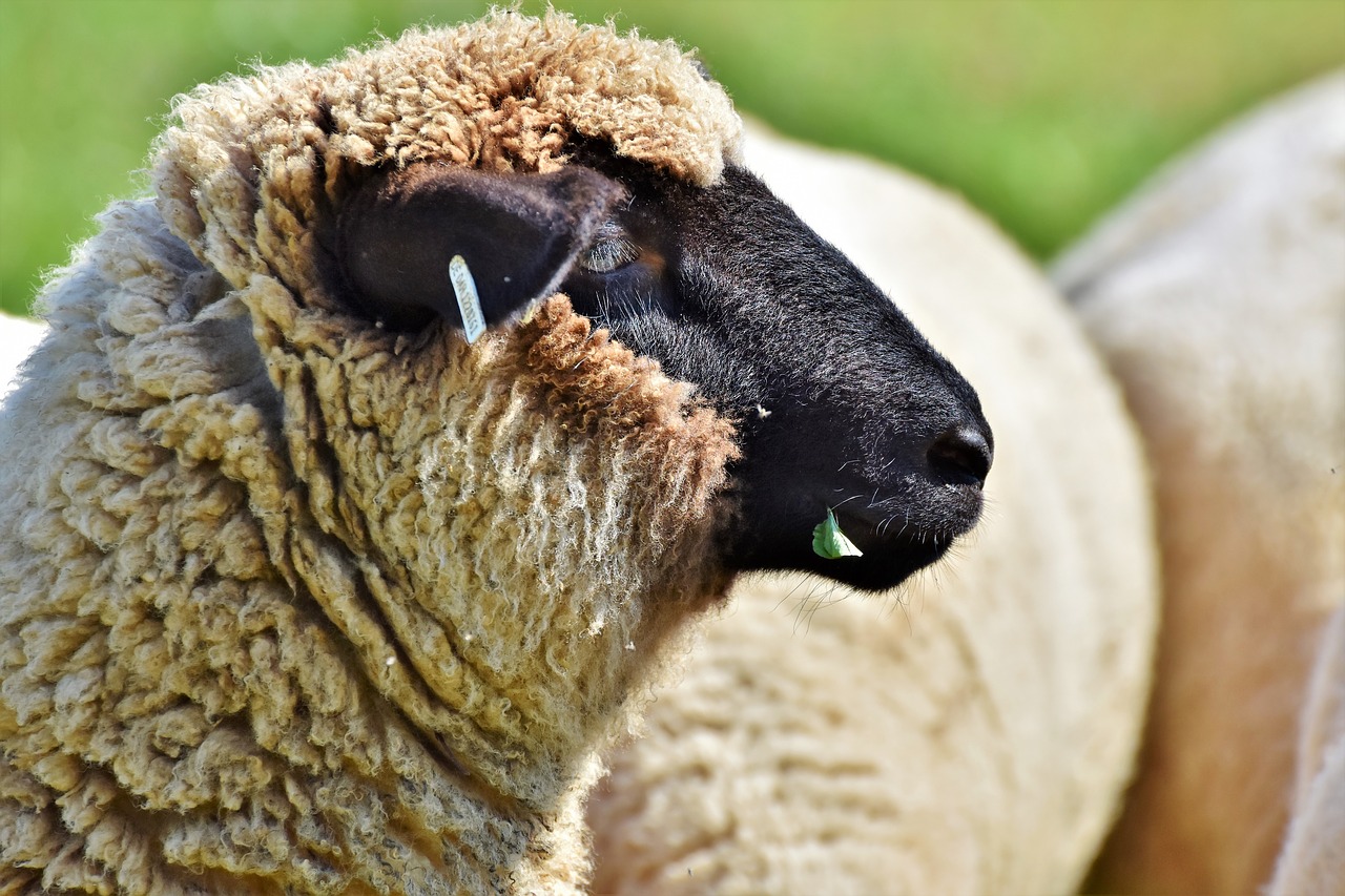 sheep  sheepshead  livestock free photo