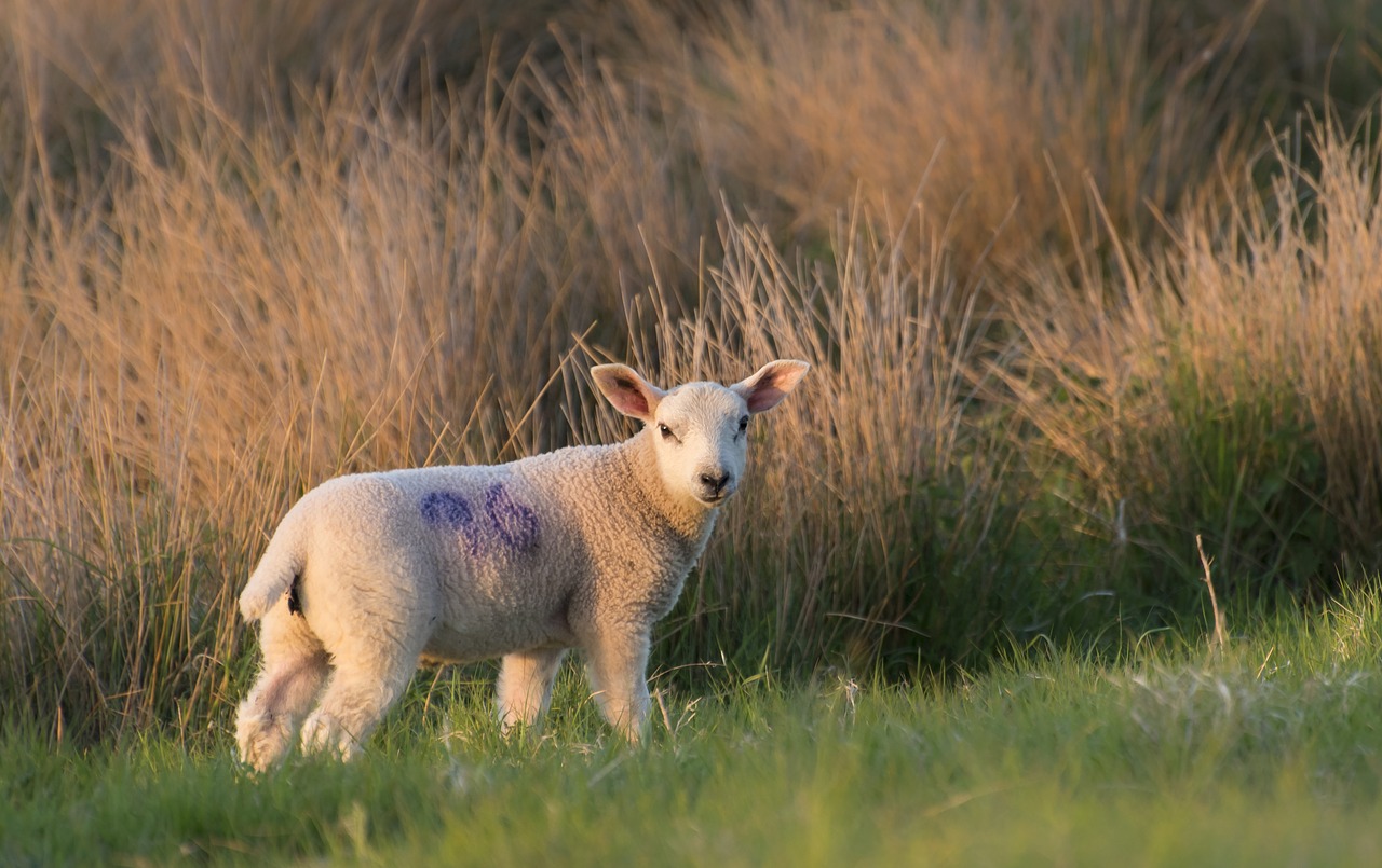 sheep  lamb  grass free photo