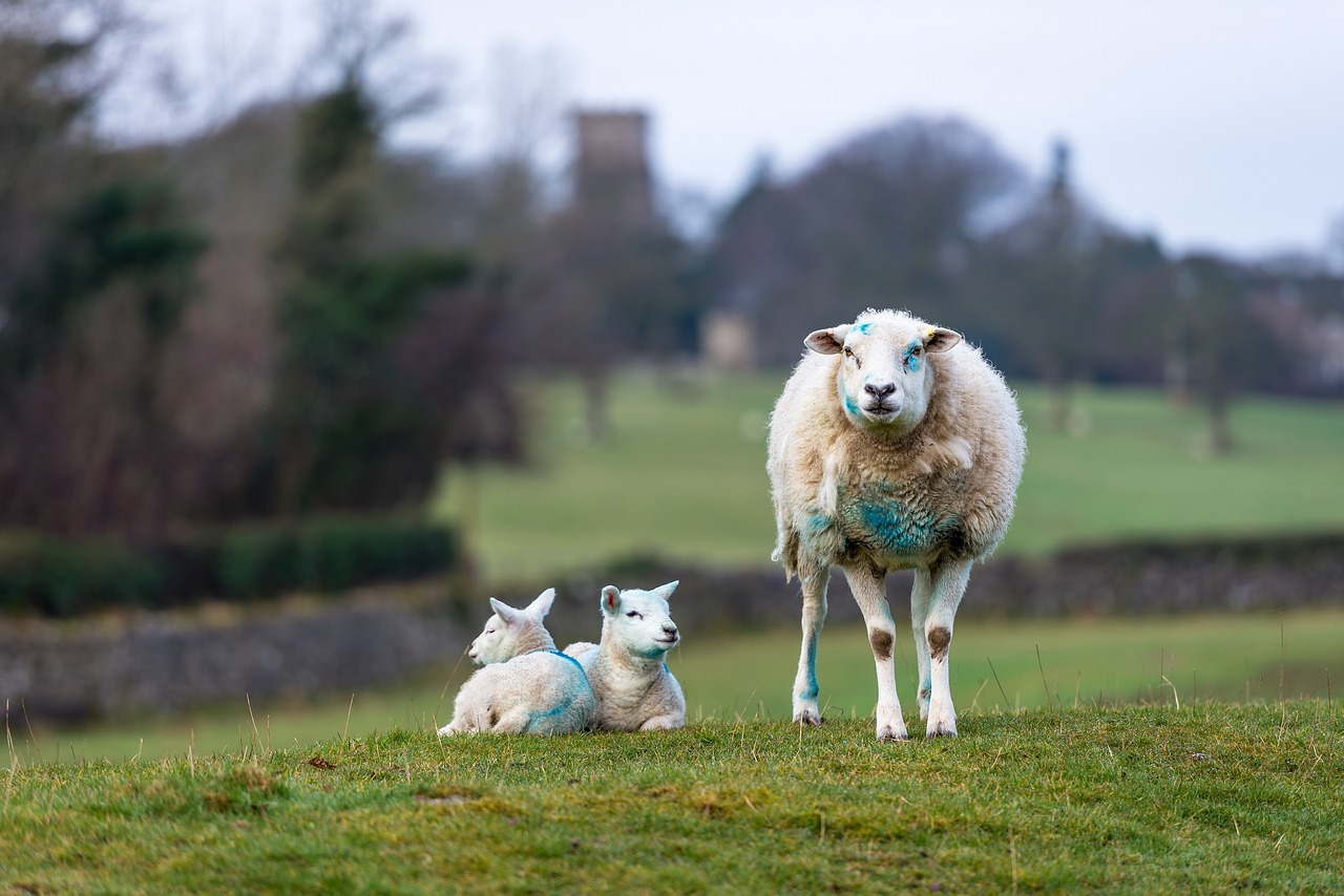 sheep  lambs  ewe free photo