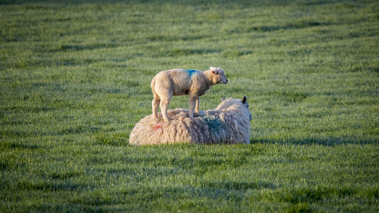 sheep  lambs  ewe free photo