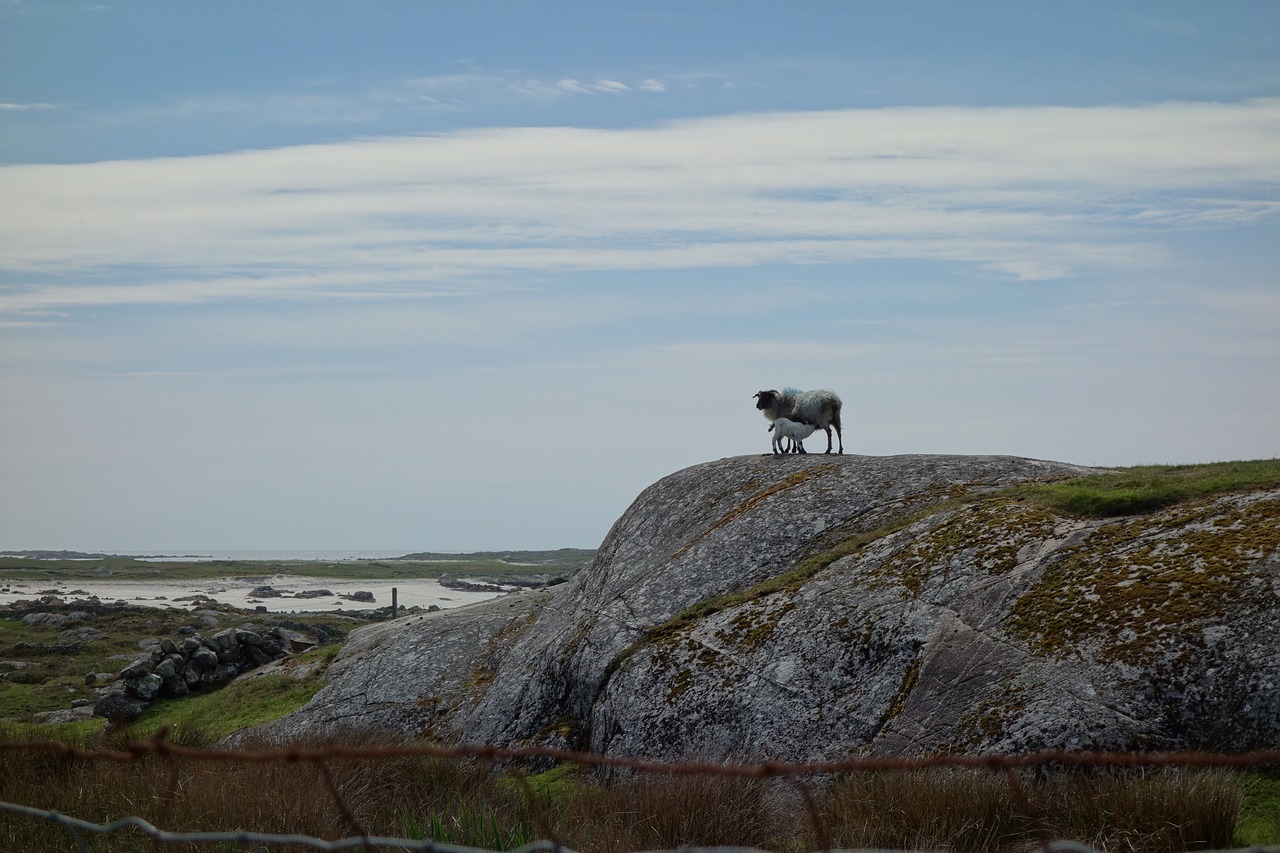 sheep  ireland  galway free photo