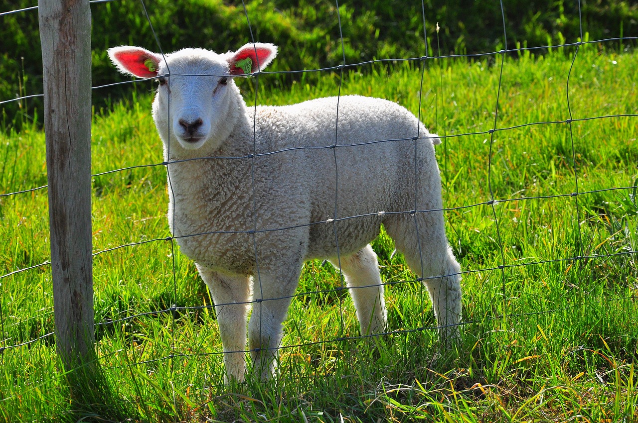 sheep  meadow  green free photo