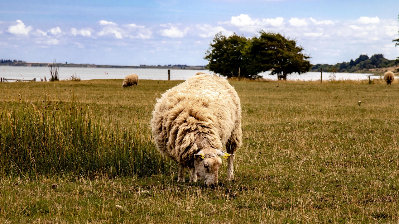 sheep  pasture  wool free photo
