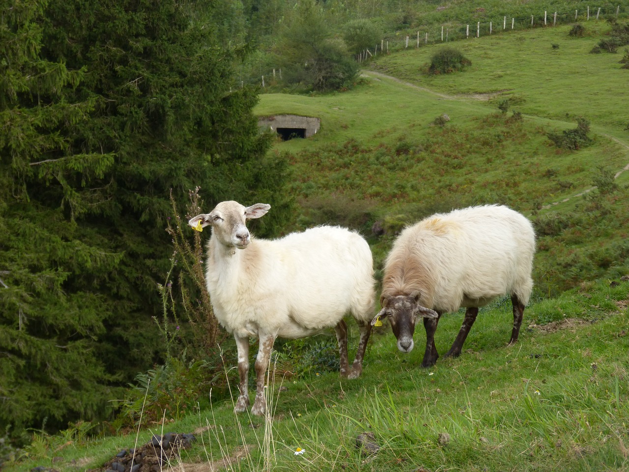 sheep  pacer  pasture free photo