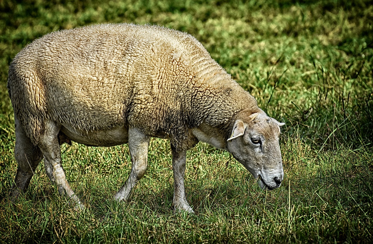 sheep  pasture  wool free photo