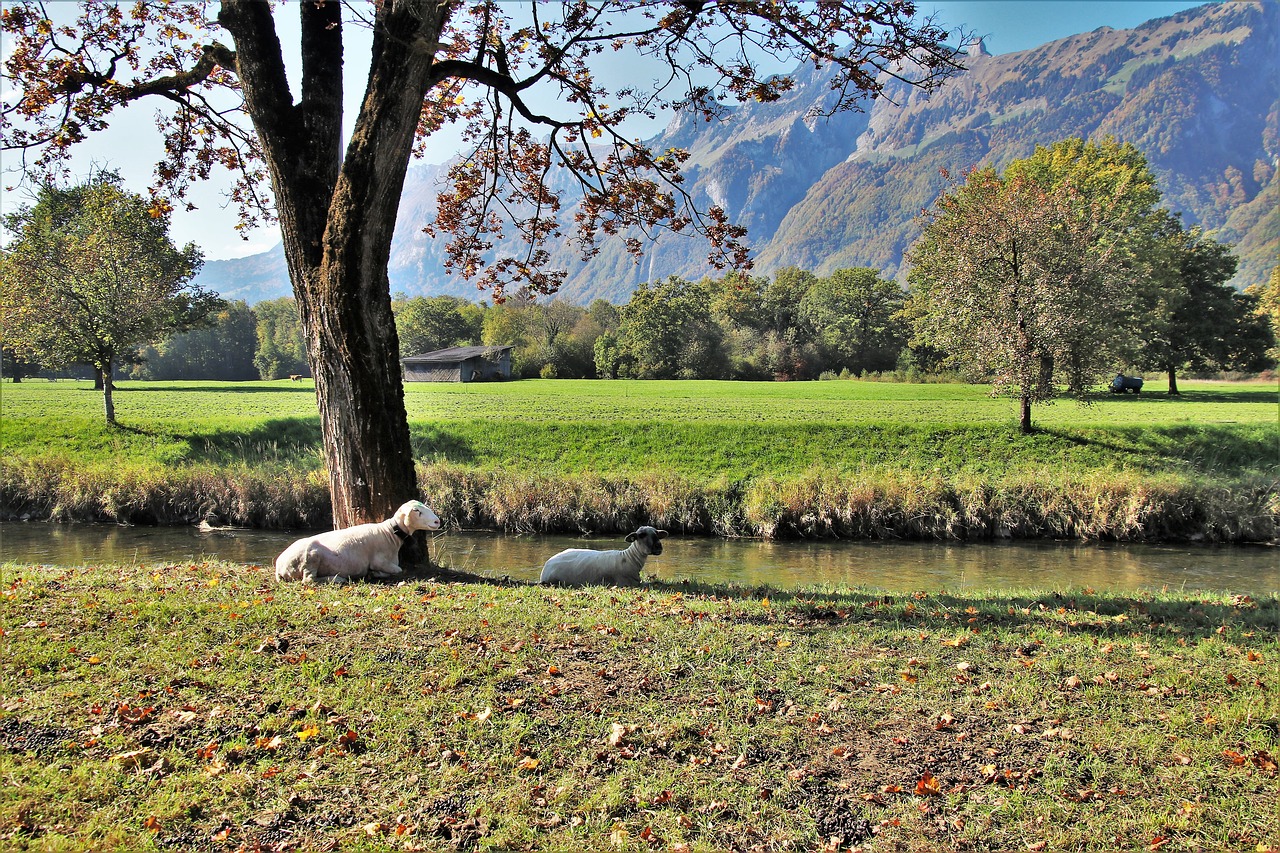 sheep  the valley of the  mountains free photo