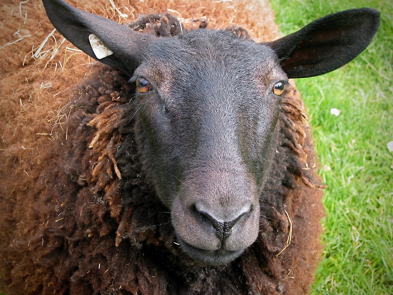 sheep  pet  livestock free photo