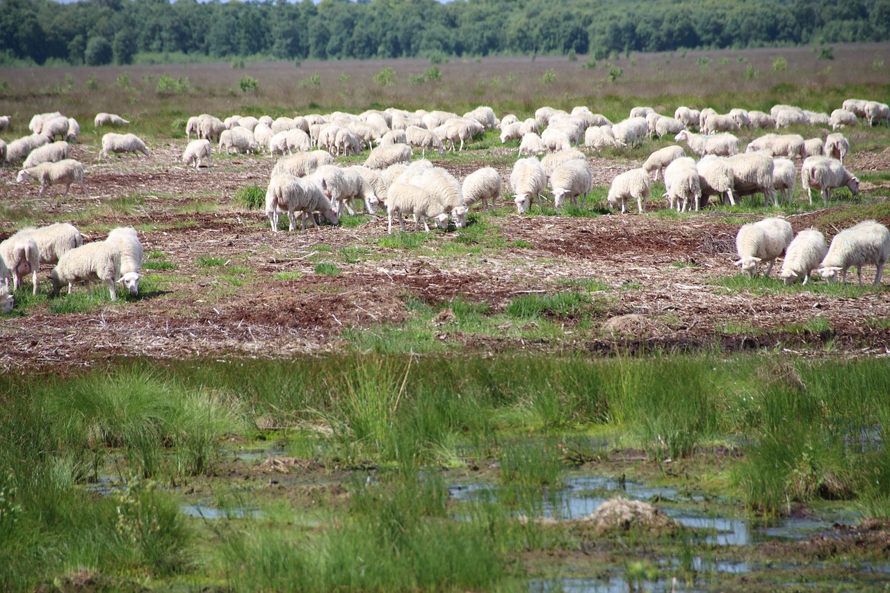 sheep moor nature free photo