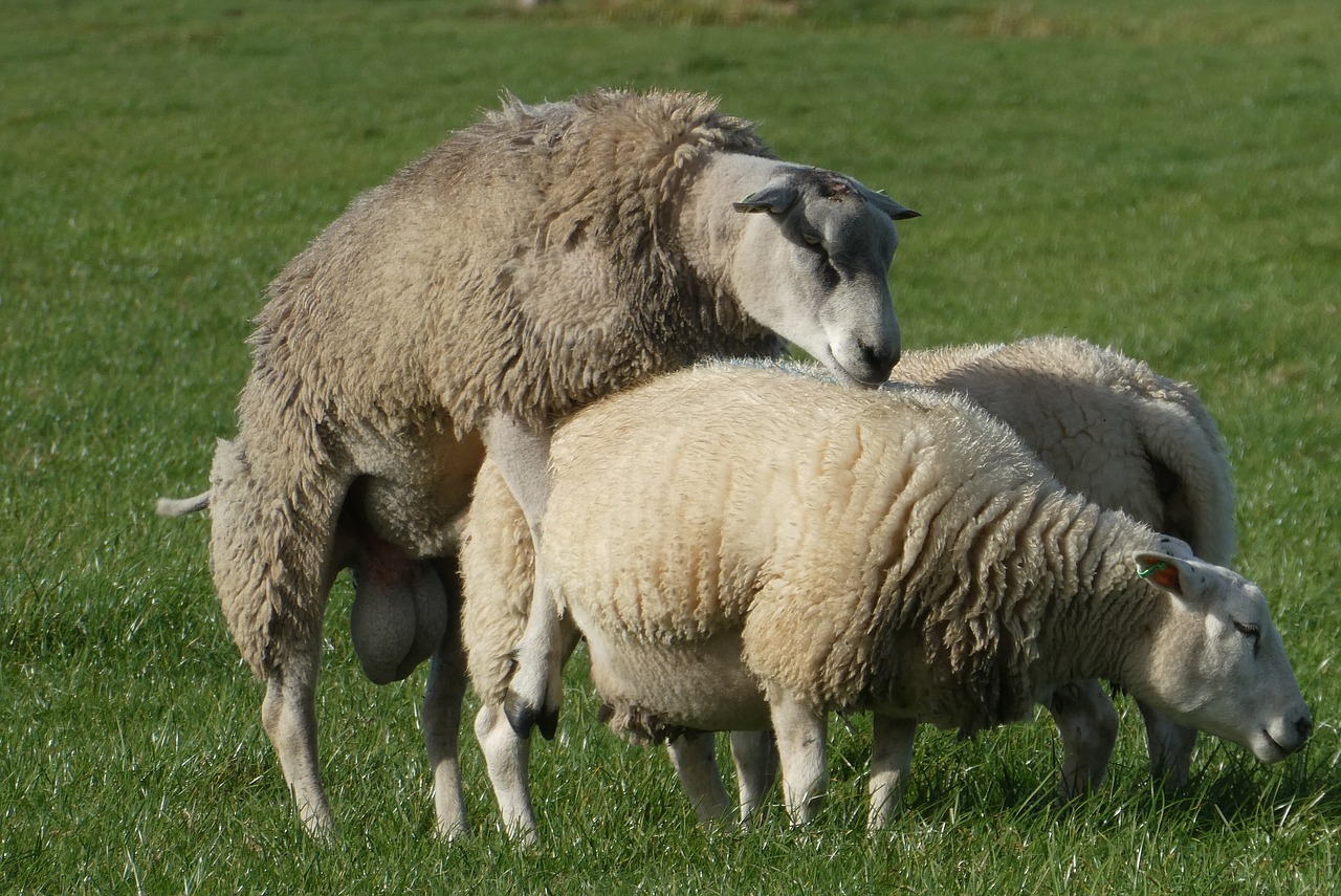 sheep  whey  mating free photo