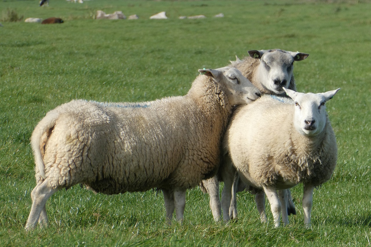 sheep  whey  grass free photo