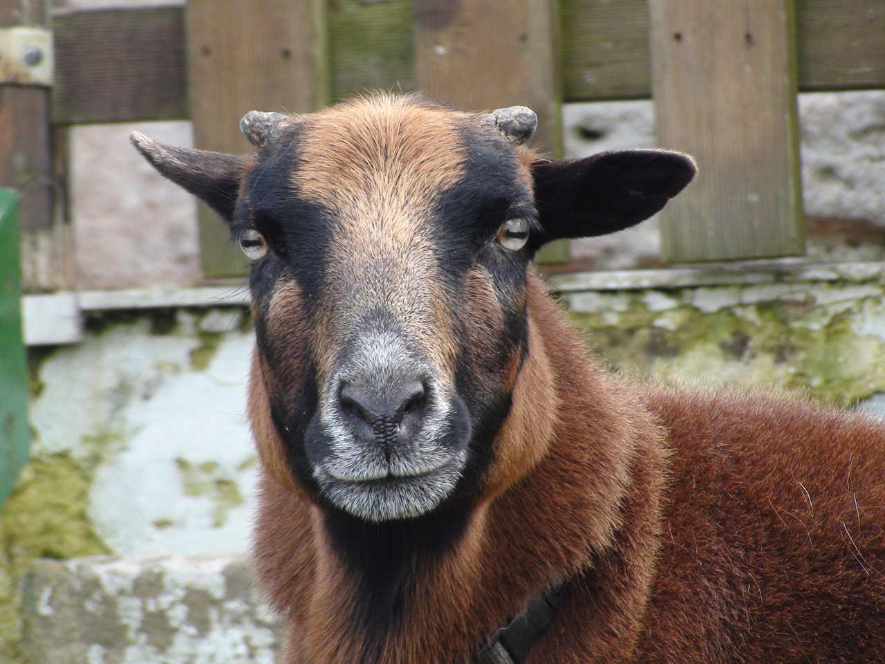 sheep animal head free photo