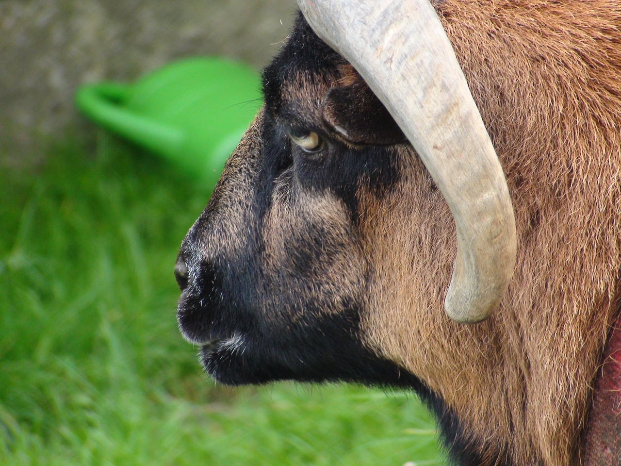 sheep animal head free photo