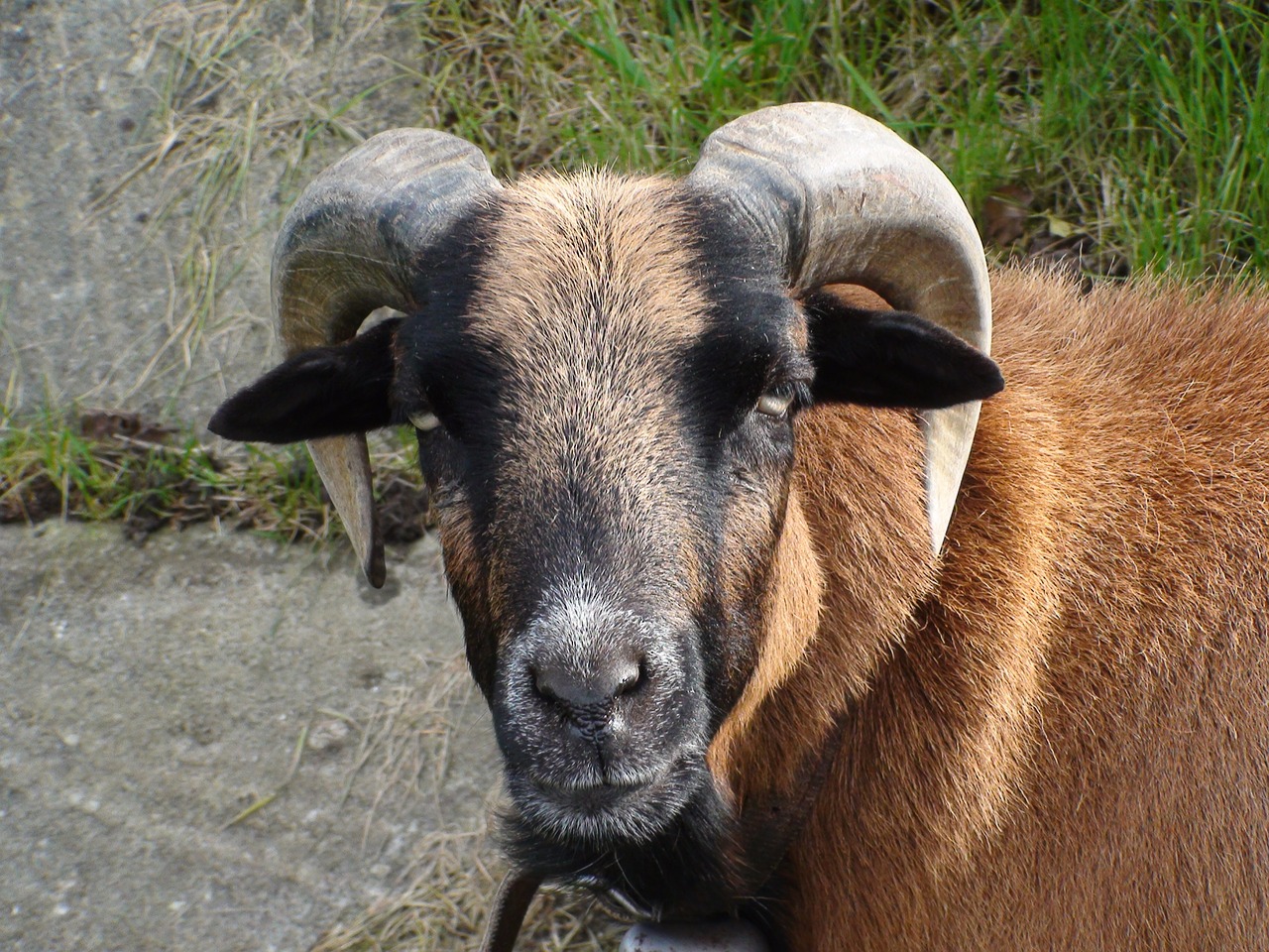 sheep animal head free photo