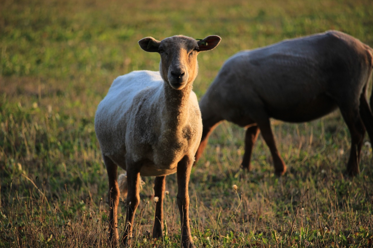 sheep  animal  herd free photo