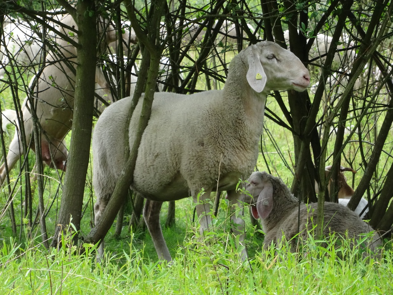 sheep  flock of sheep  pasture free photo