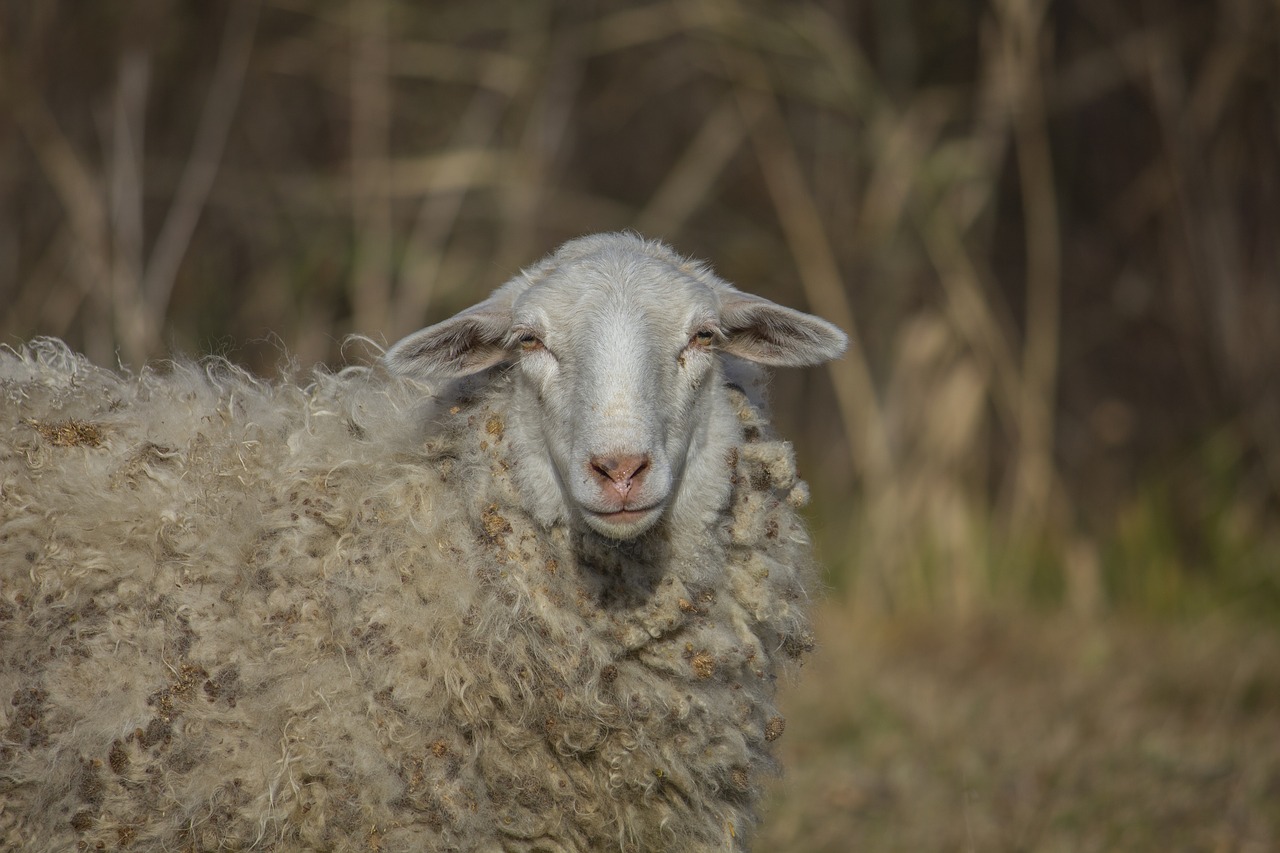 sheep  animal  grass free photo