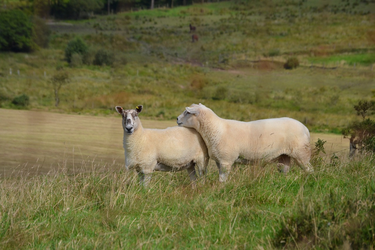 sheep  wool  welsh free photo