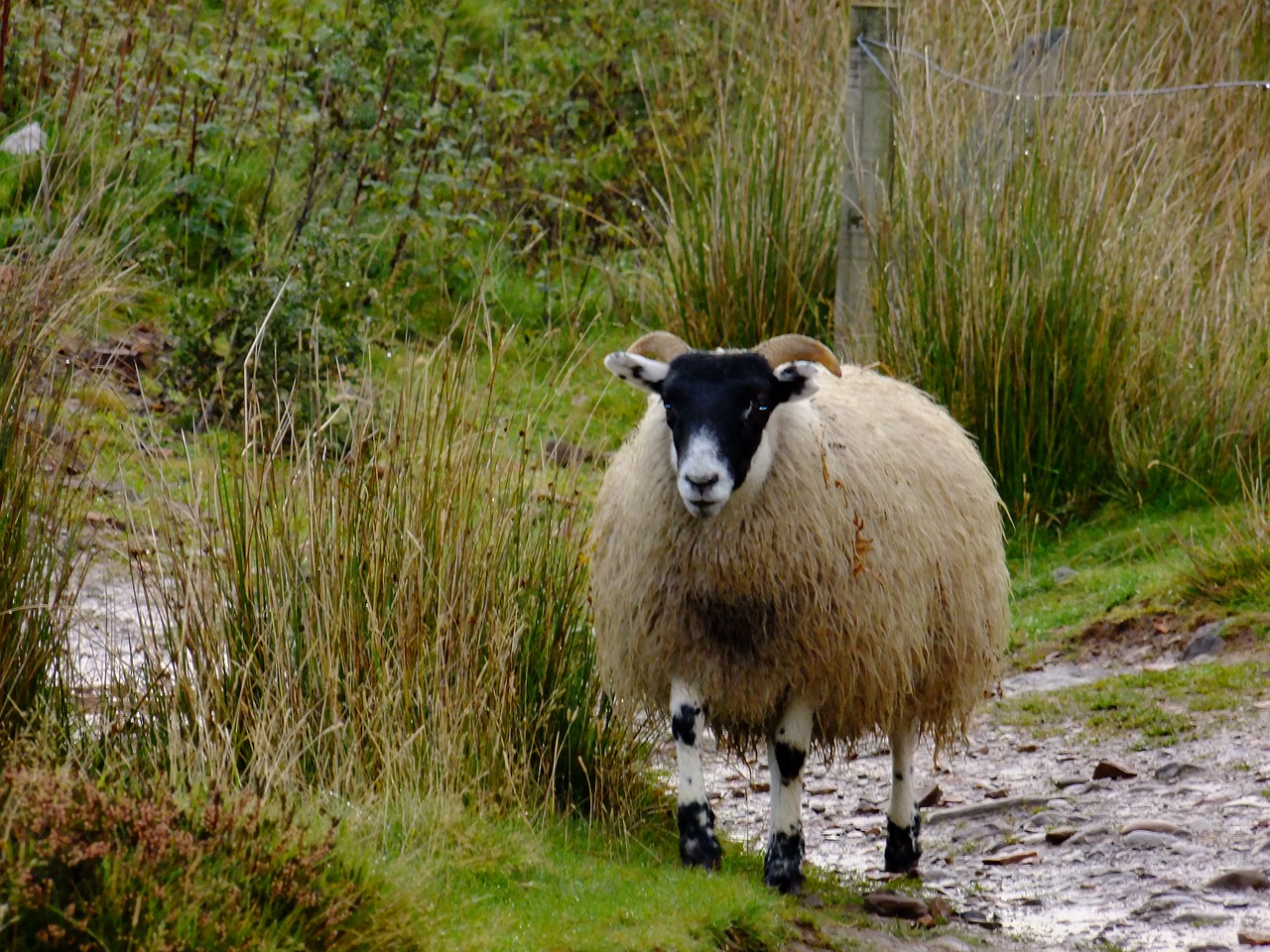 sheep  pentlands  scotland free photo