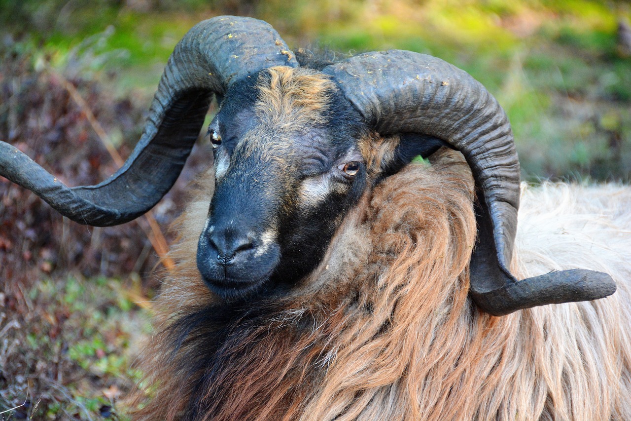 sheep  drenthe  drenthe heath sheep free photo