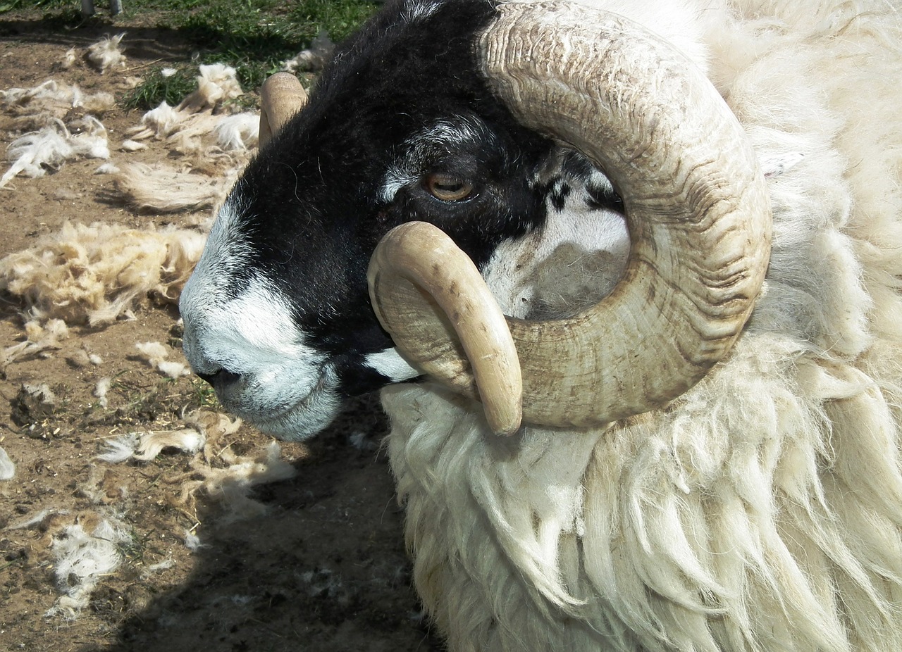 sheep wool ram free photo