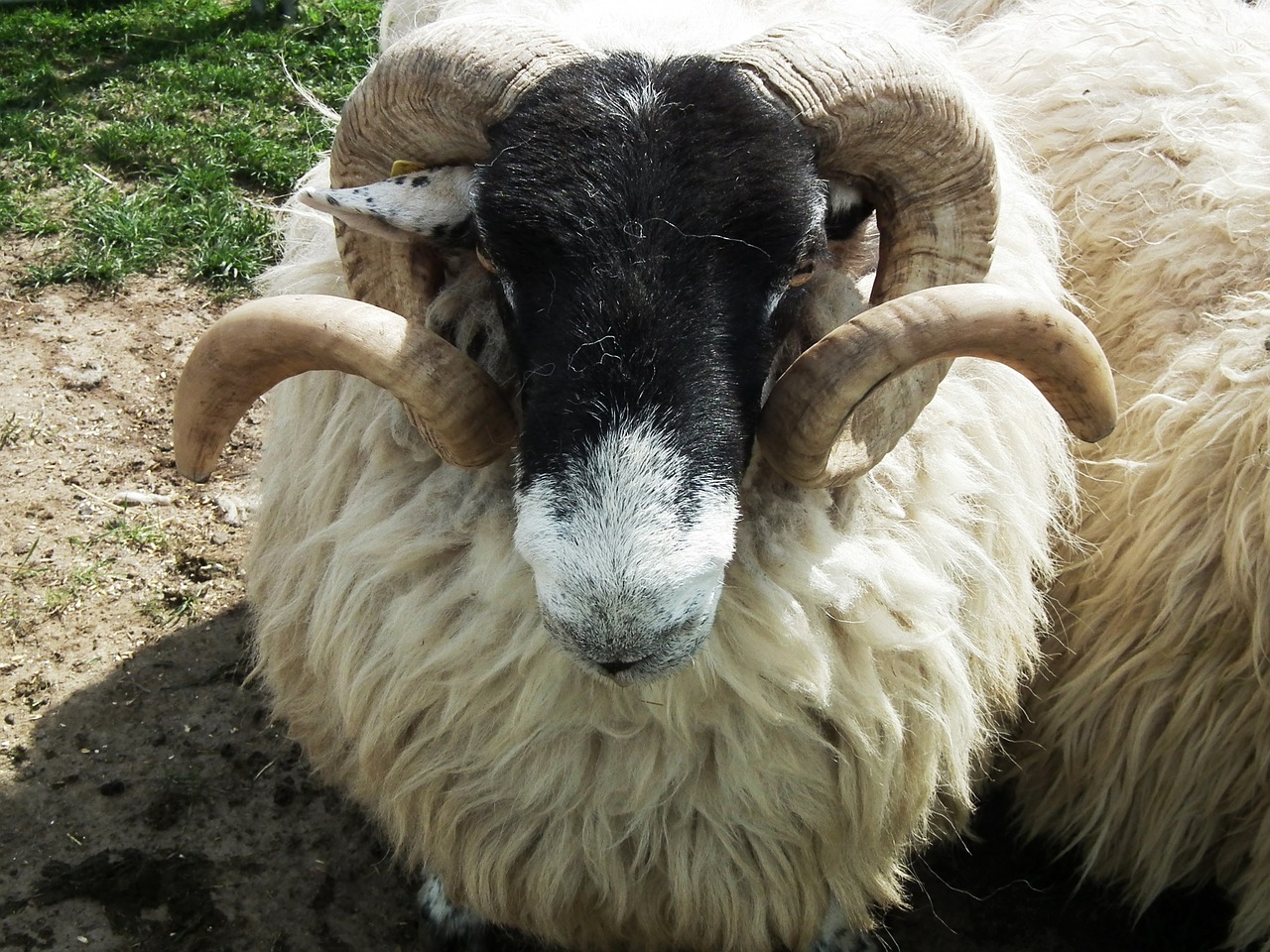 sheep bock ram free photo