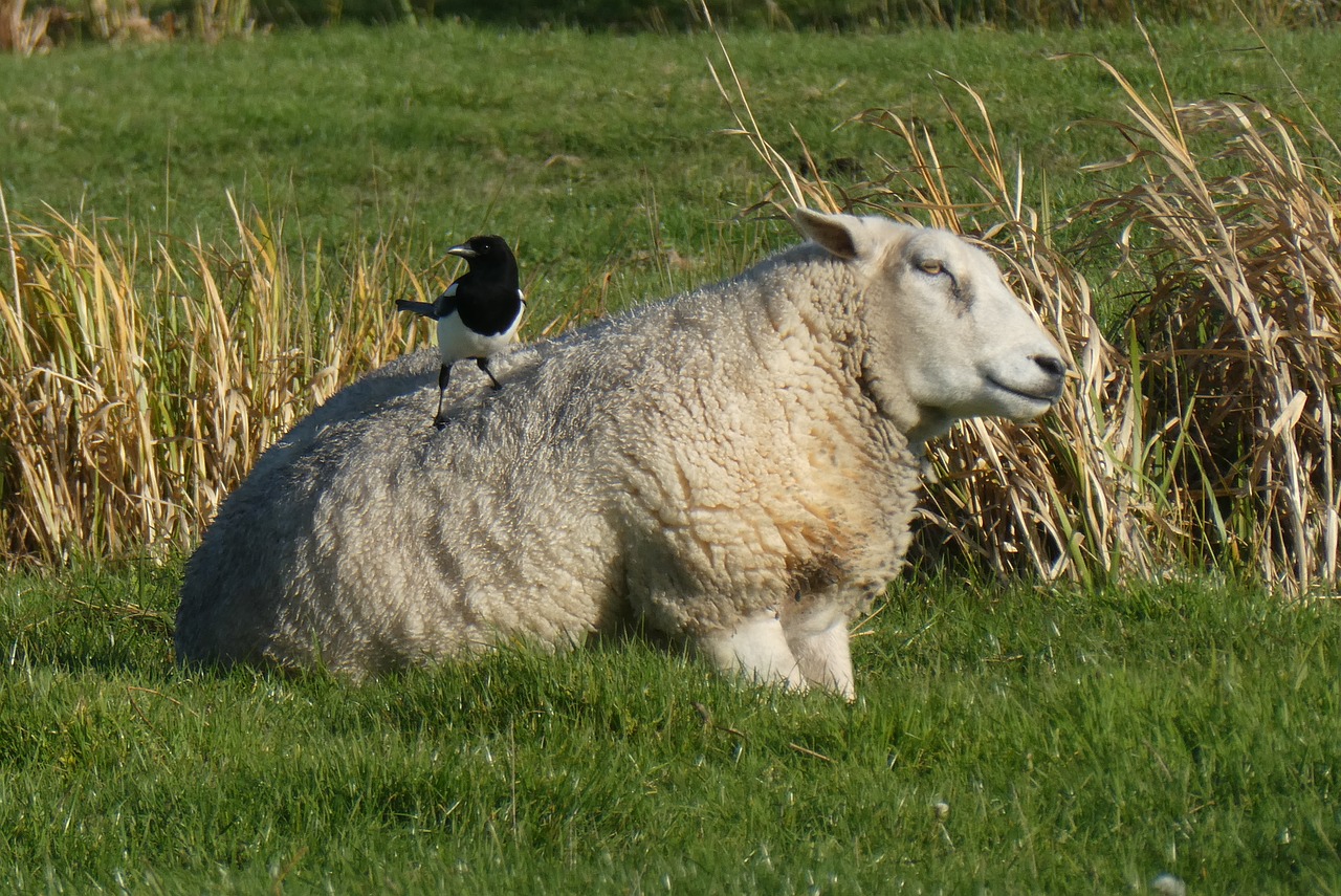 sheep  magpie  pasture free photo