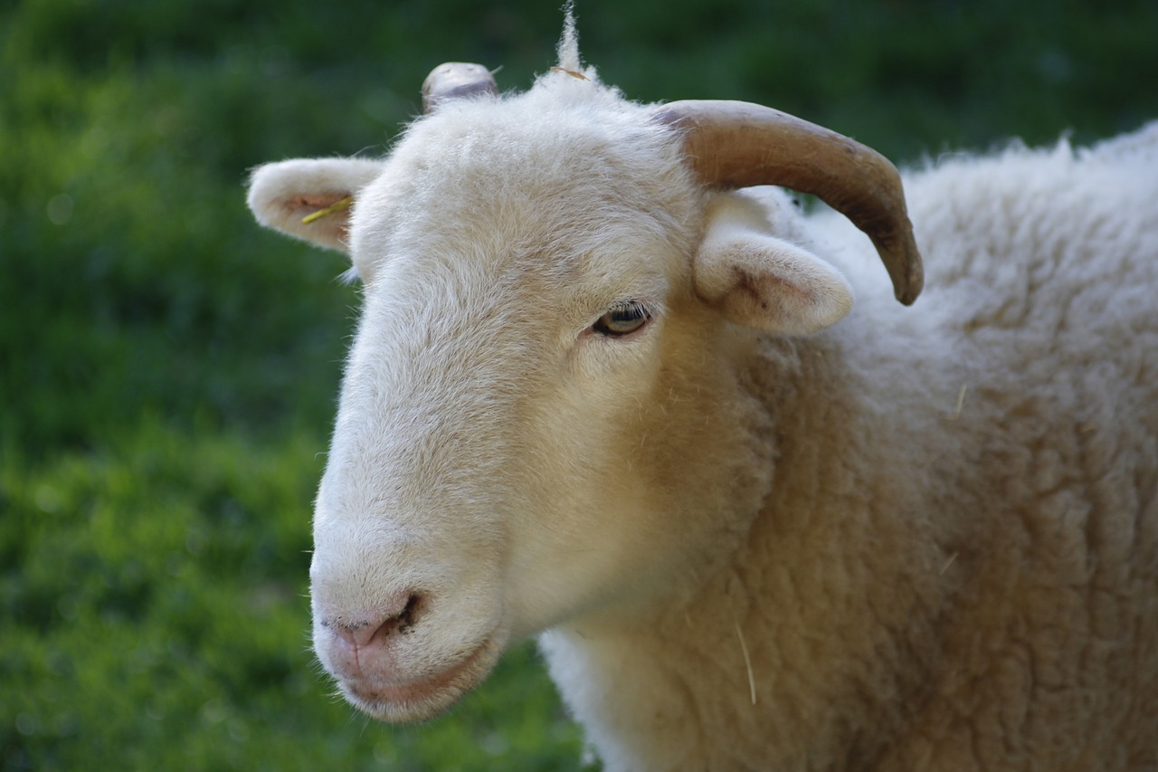 sheep  farm  mammal free photo