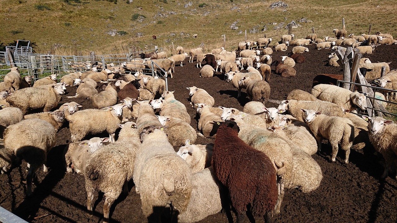 sheep  animals  herd free photo