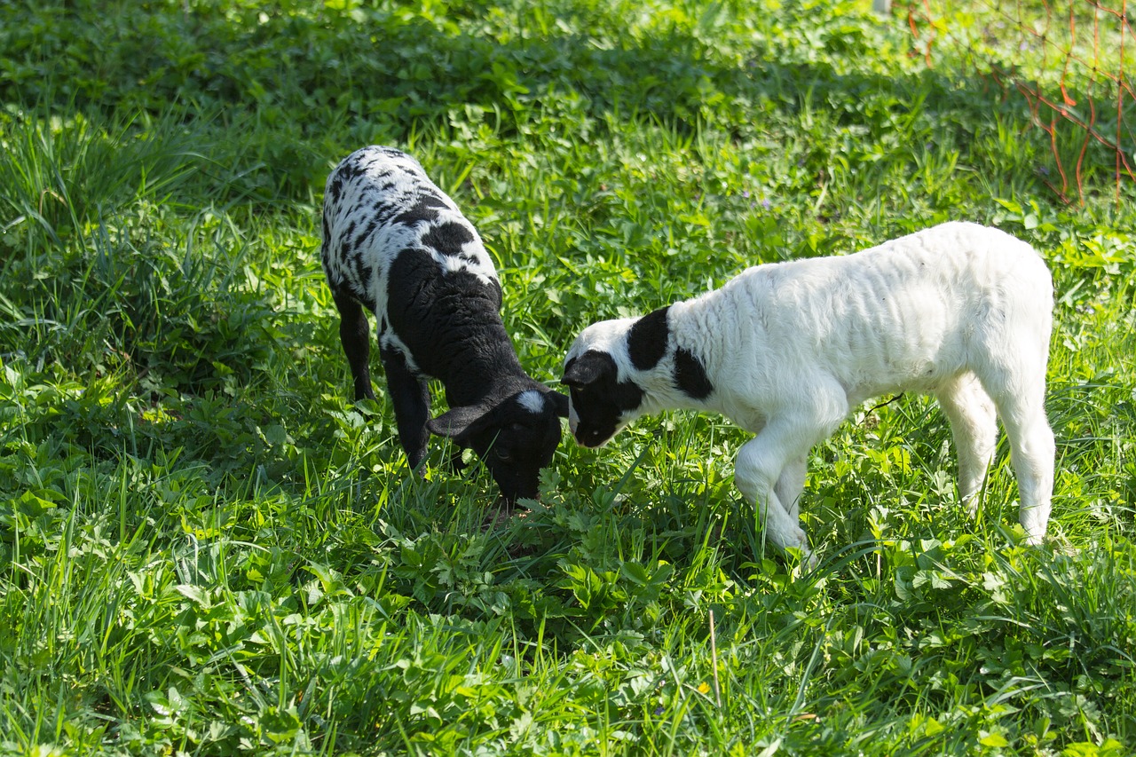 sheep  lambs  animals free photo