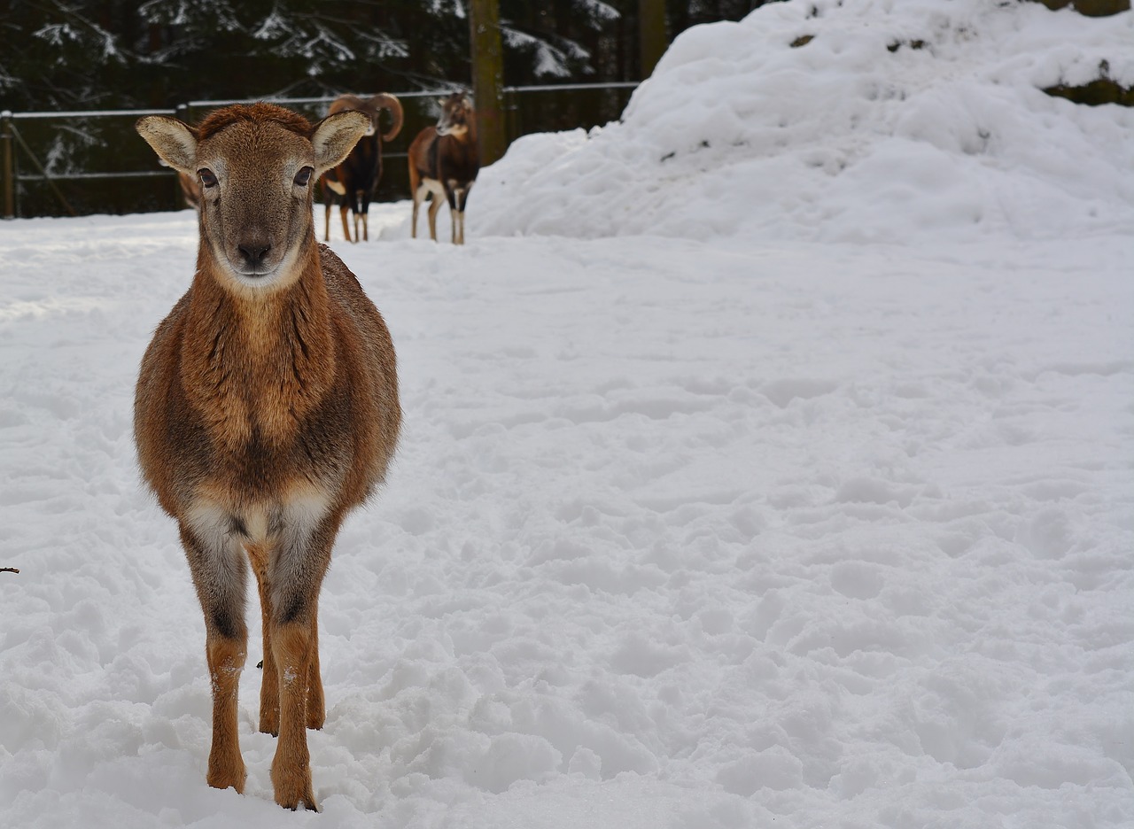 sheep  winter  nature free photo