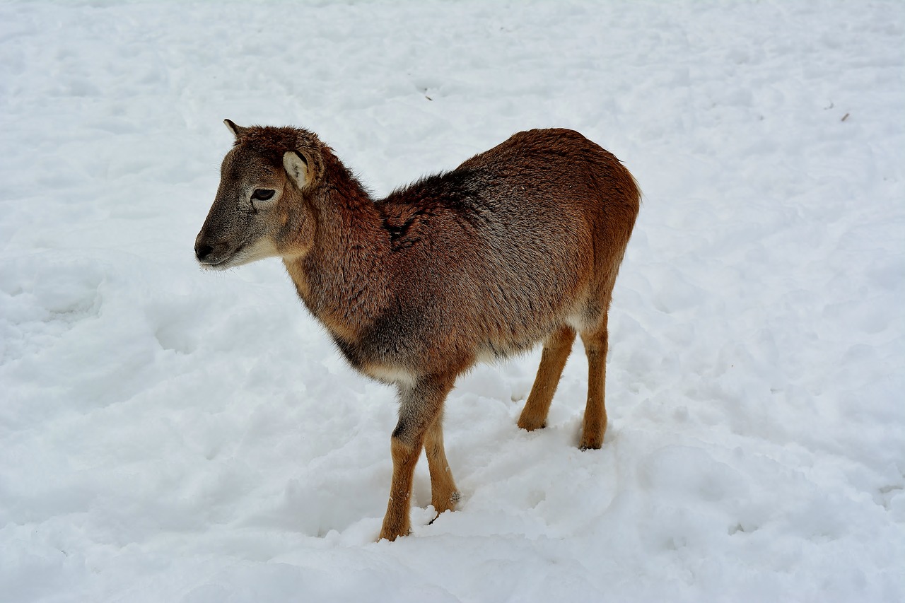 sheep  snow  winter free photo