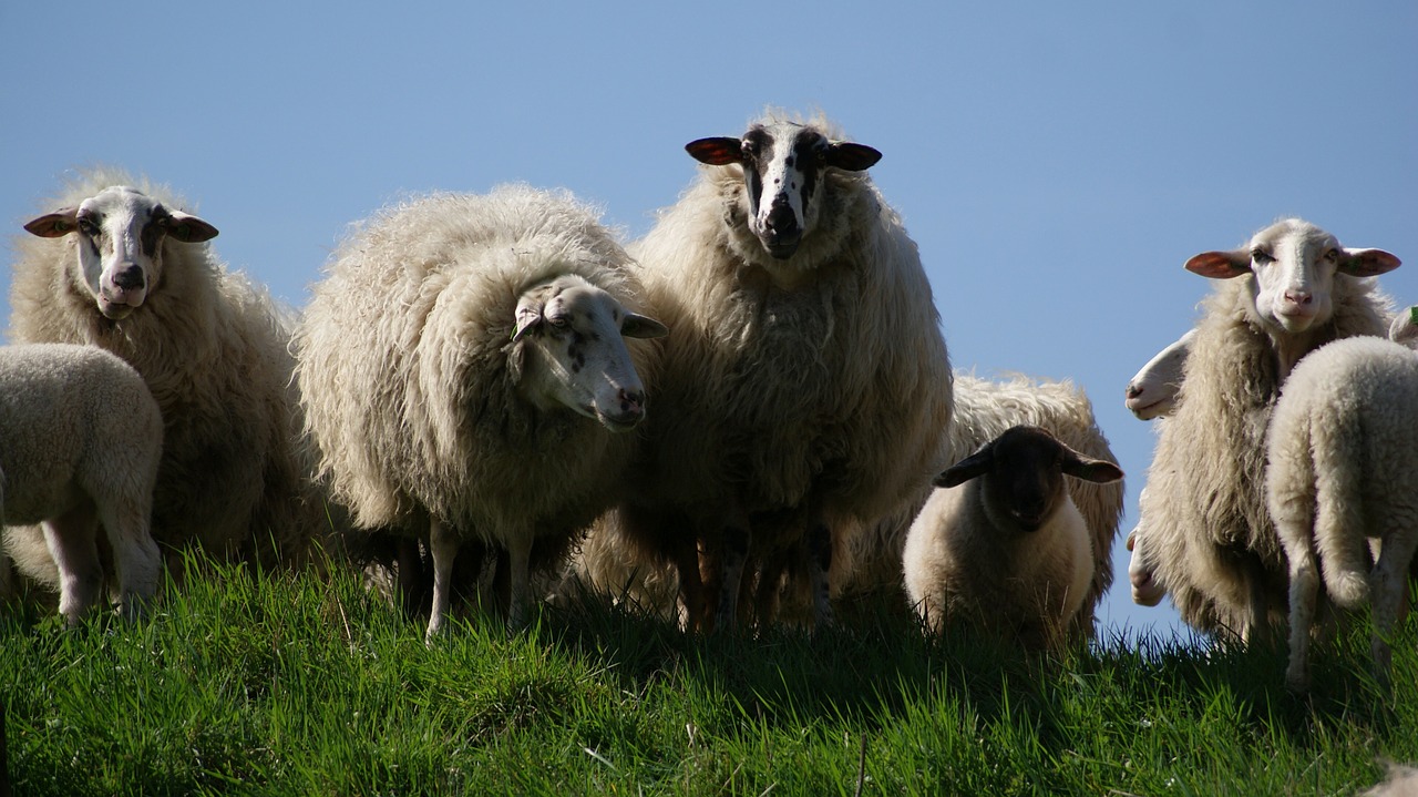 sheep herd livestock free photo